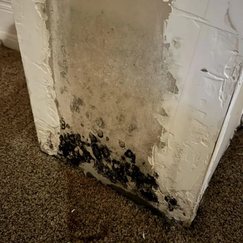 Professional Mold Removal in Yuba County, CA